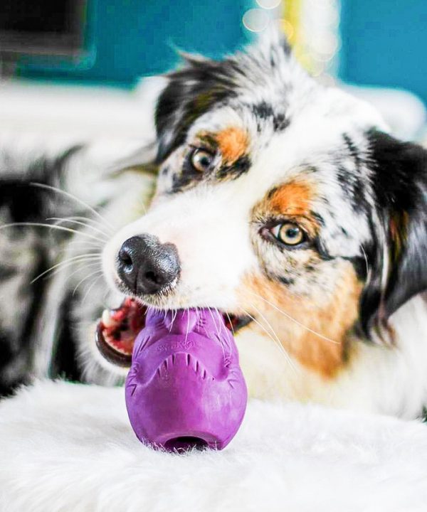 Petsafe Écureuil Distributeur De Friandises