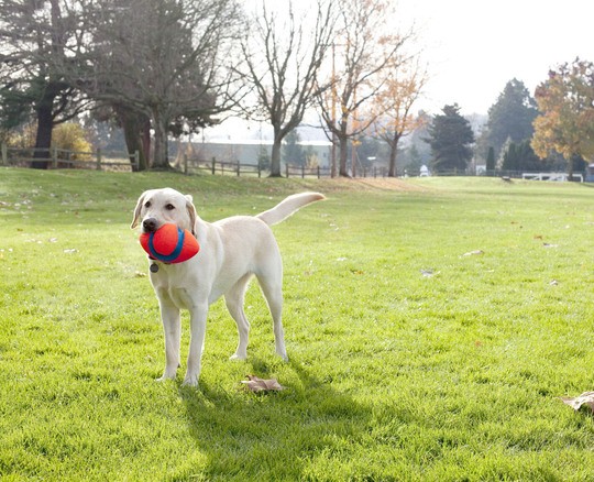 Ballon Football Flottant Fumble Fetch Chuckit