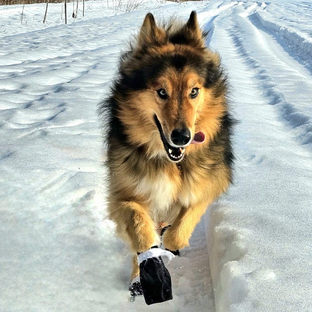 Botte Pour Chien Surface Enneigée