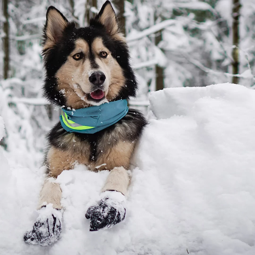 Botte Pour Chien Surface Enneigée