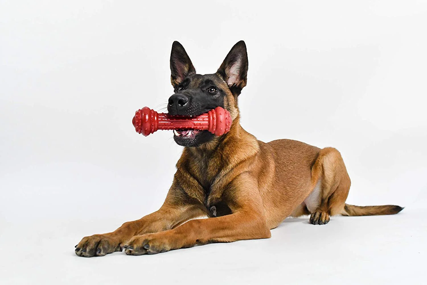 Bongo BarkBone Pet Qwerks Os De Nylon