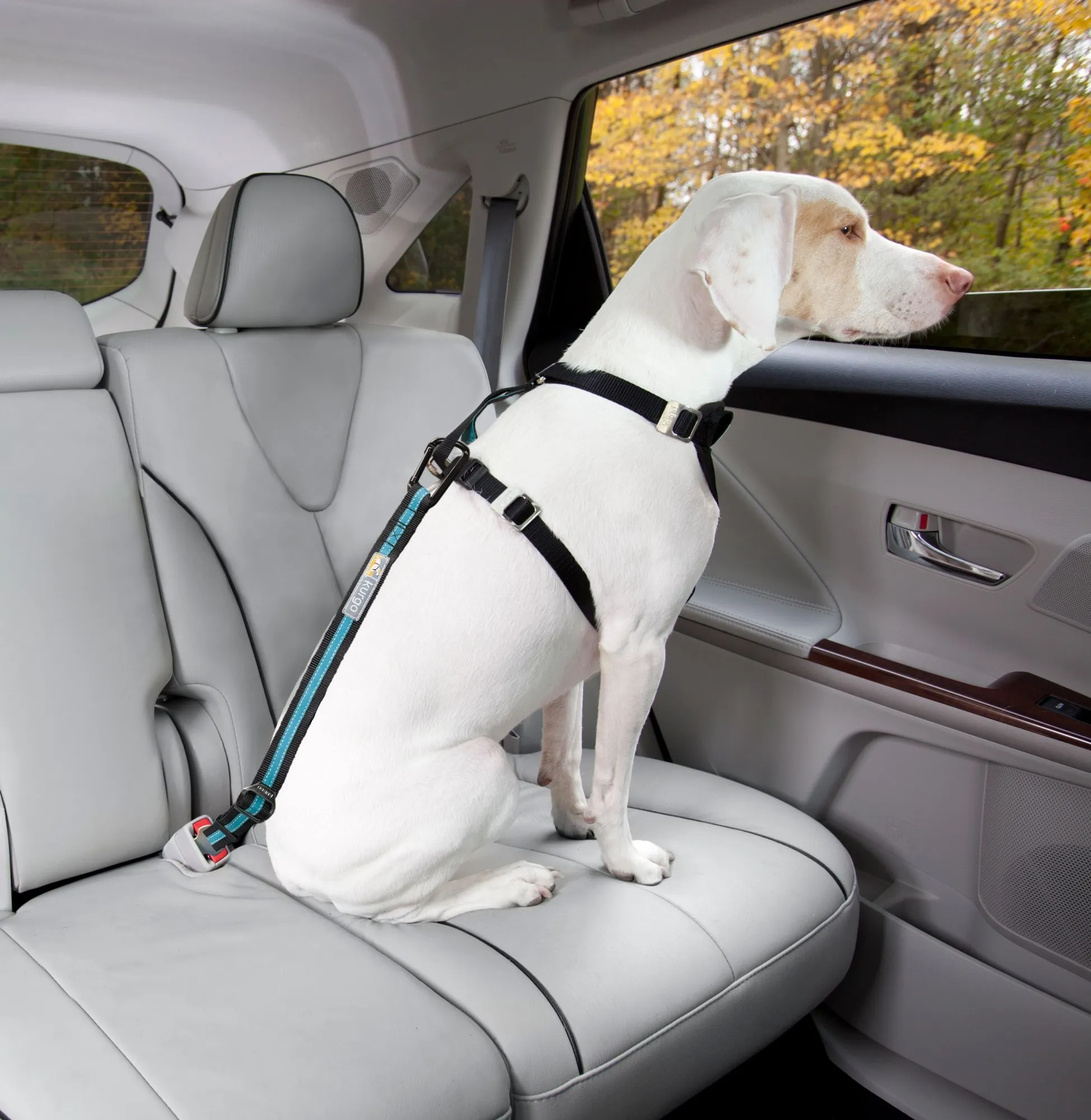 Attache De Sécurité Ceinture Direct Seatbelt Kurgo