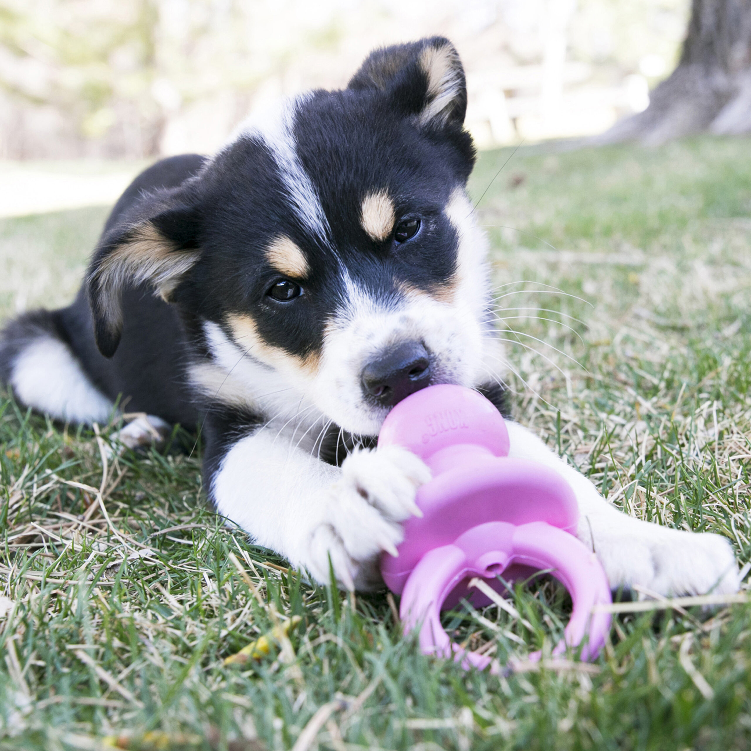Kong Binkie Chiot