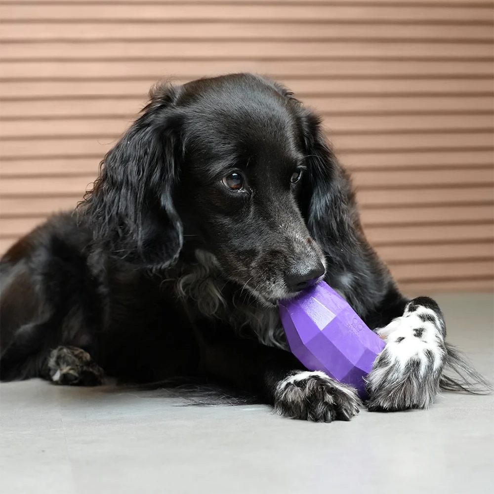 Distributeur De Gâteries Aubergine - Zeedog